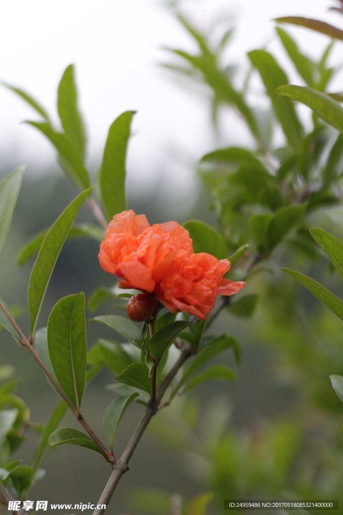 石榴花