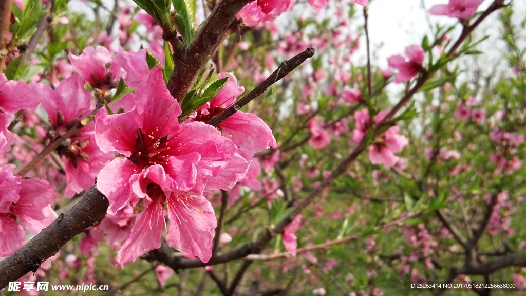 桃花