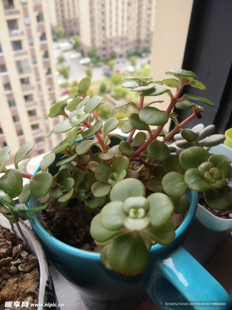 万年草