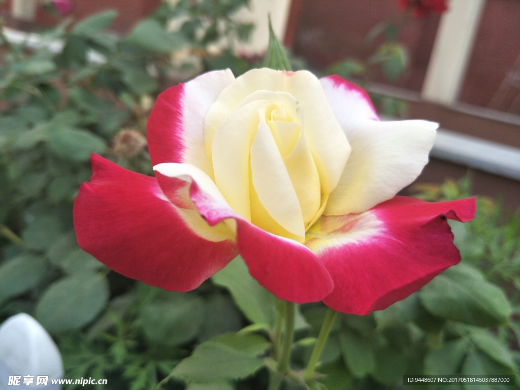 月季花