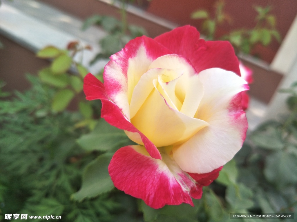 月季花