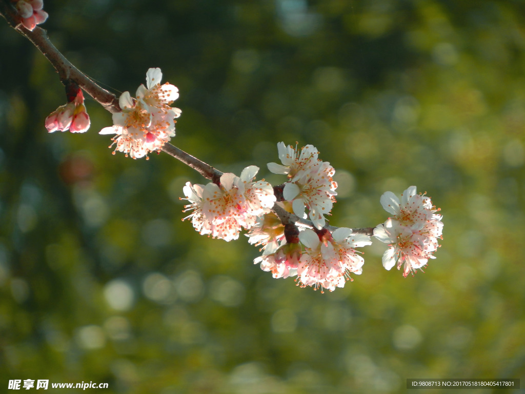 樱桃花