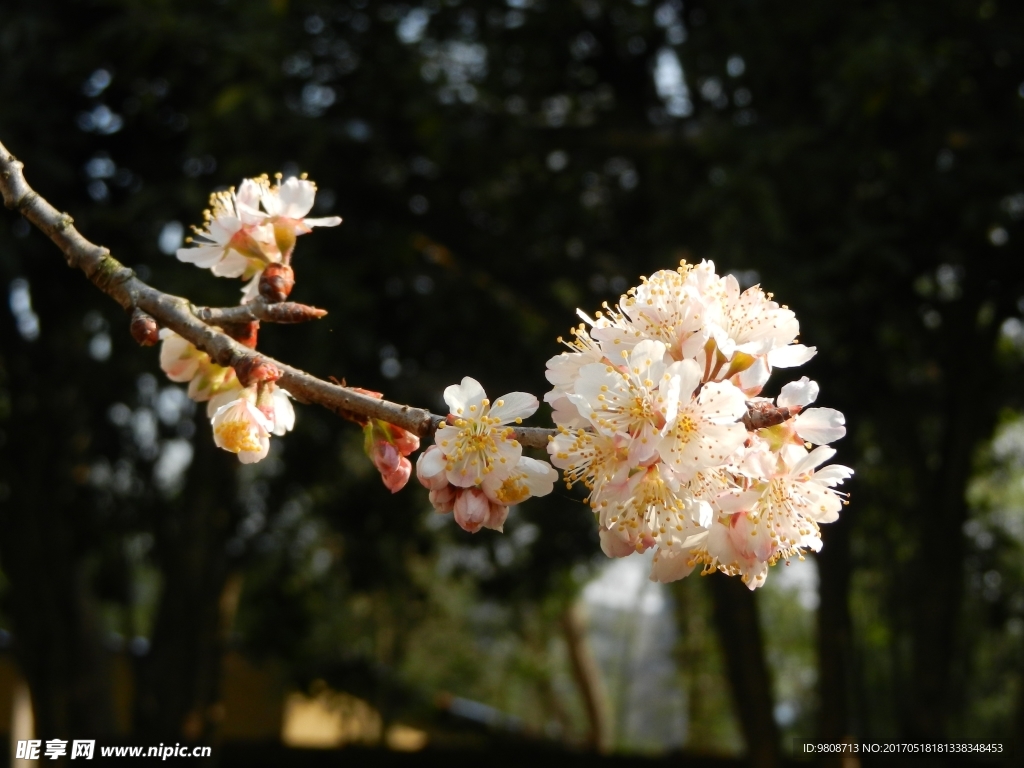 樱桃花