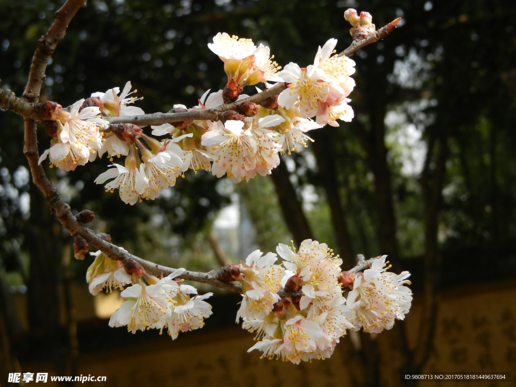 樱桃花