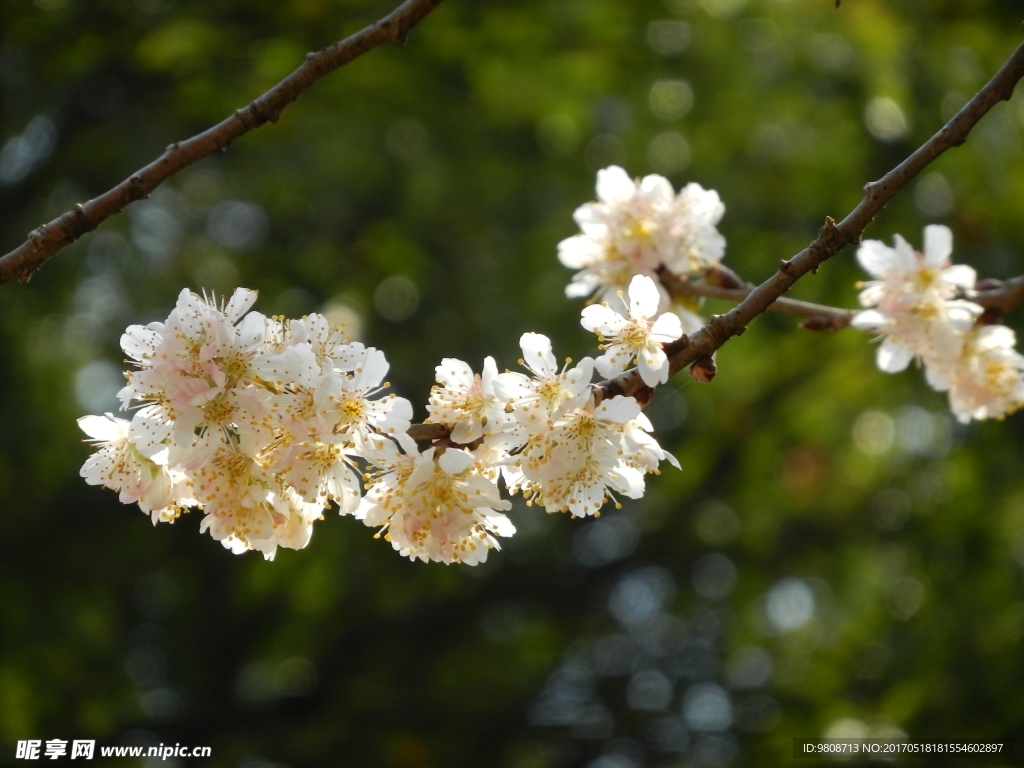 樱桃花