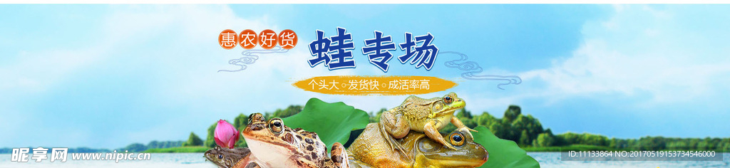 蛙专题