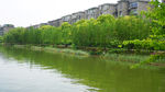 杨柳成荫