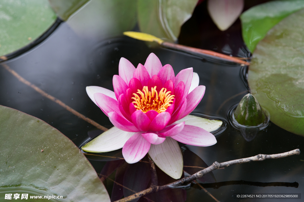 莲花