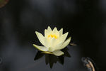 莲花