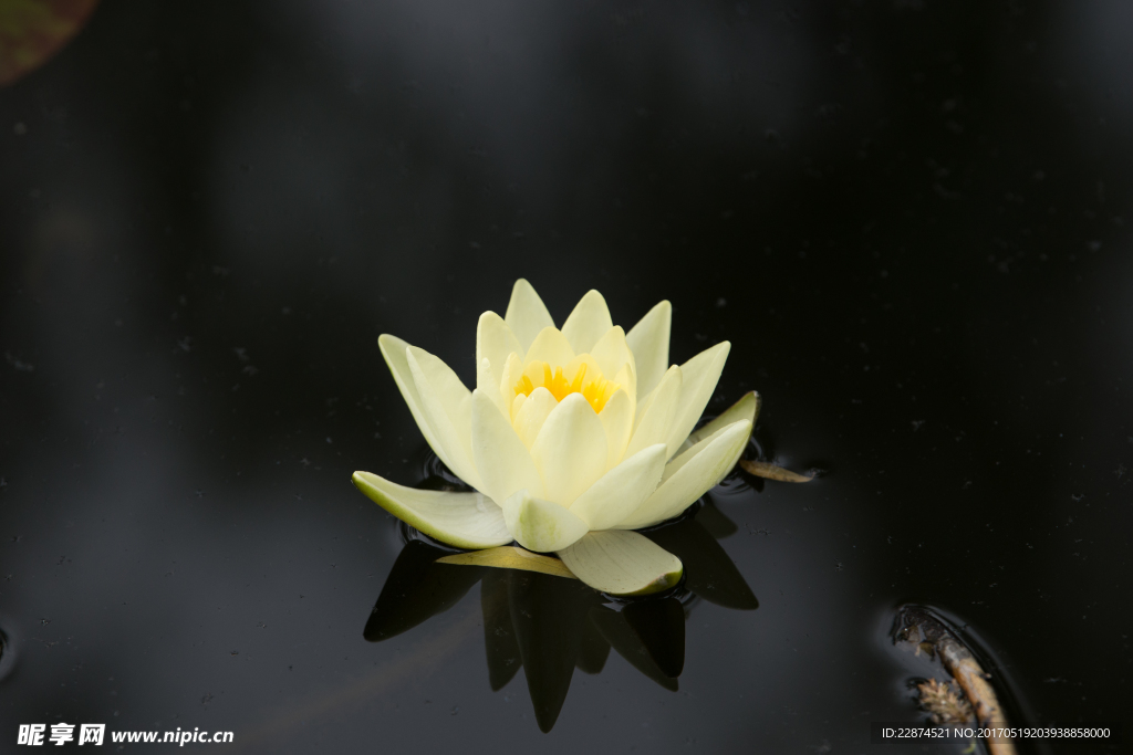 莲花