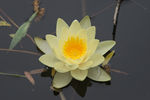 莲花