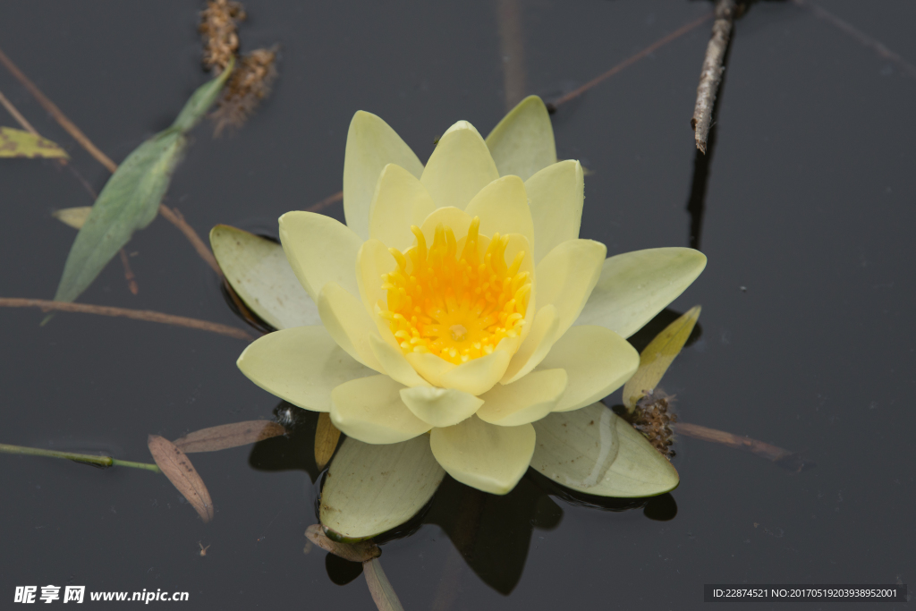 莲花