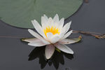 莲花