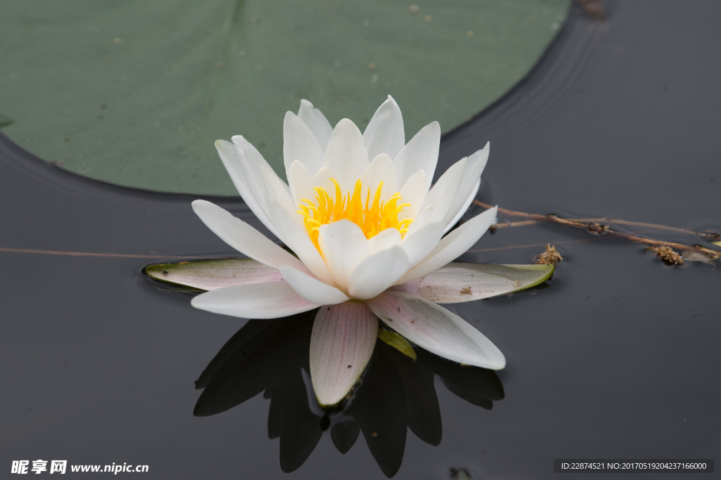 莲花