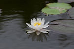 莲花