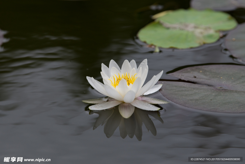 莲花