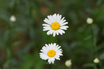 雏菊