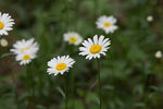 雏菊