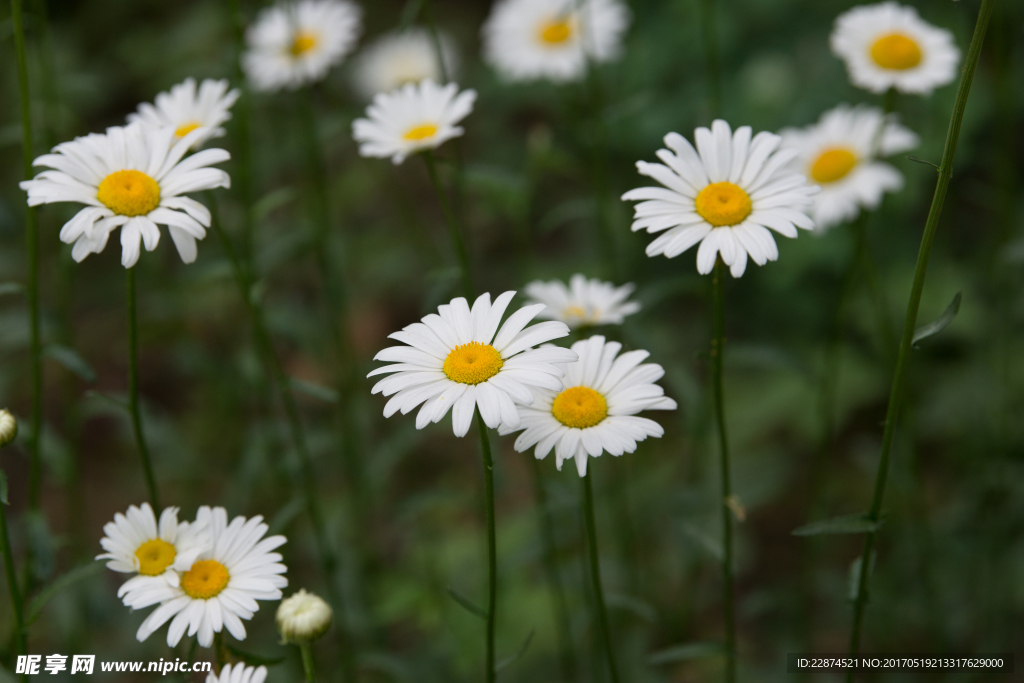 小花
