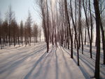 雪