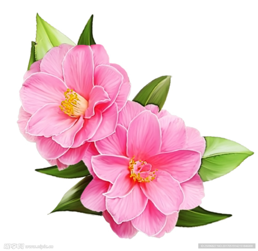 手绘花
