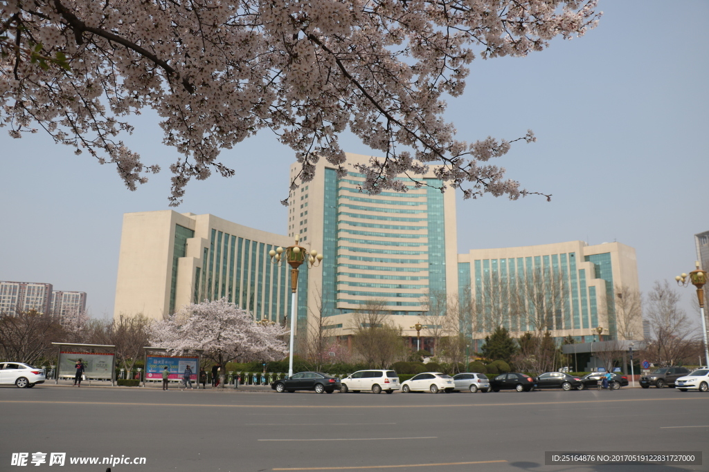 潍坊市府的樱花