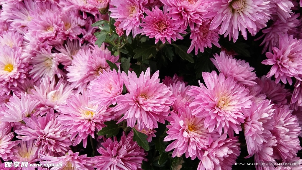 菊花