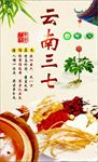 云南三七