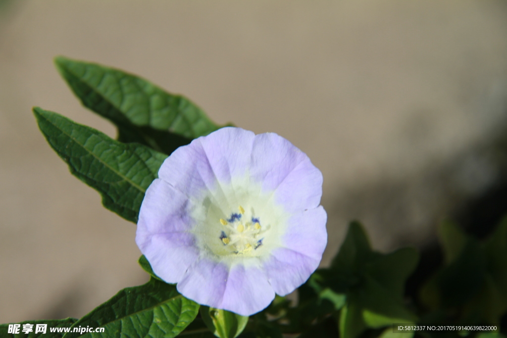 蓝色牵牛花