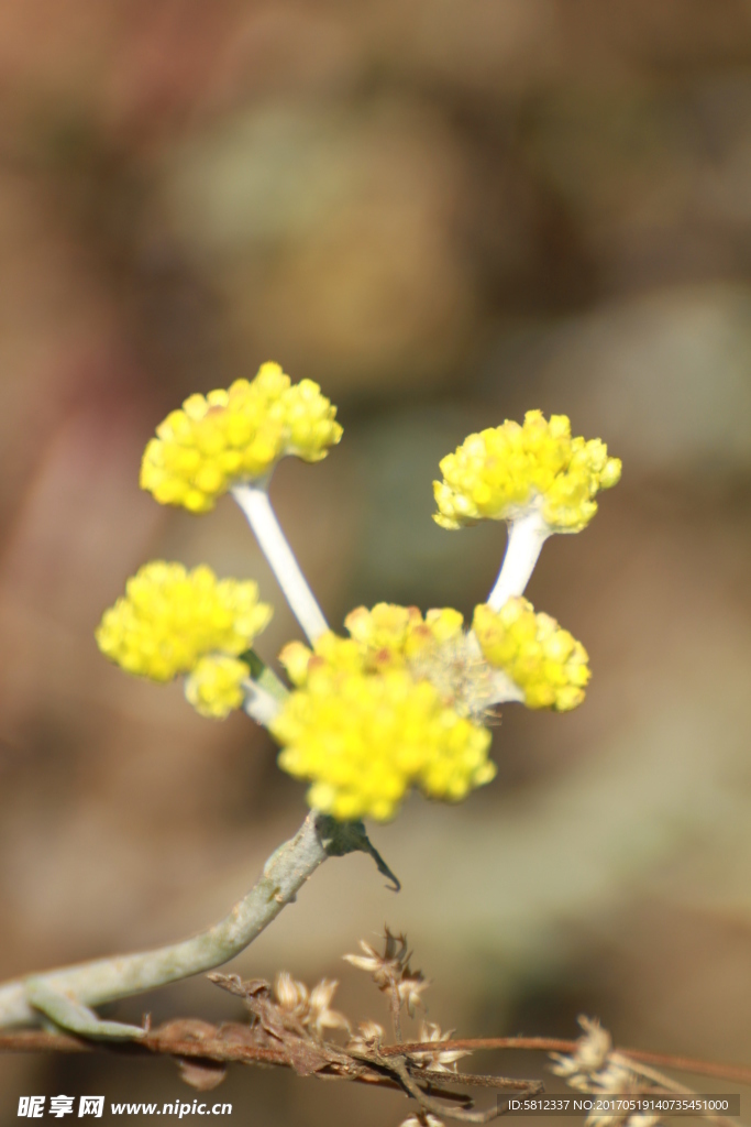 黄花