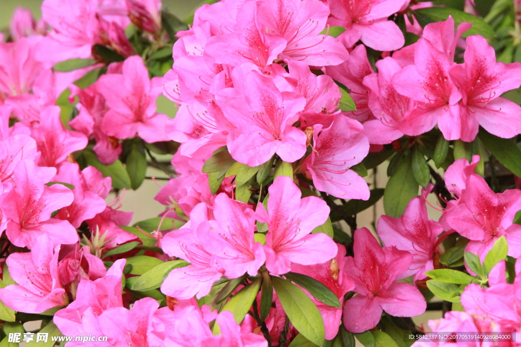 杜鹃花