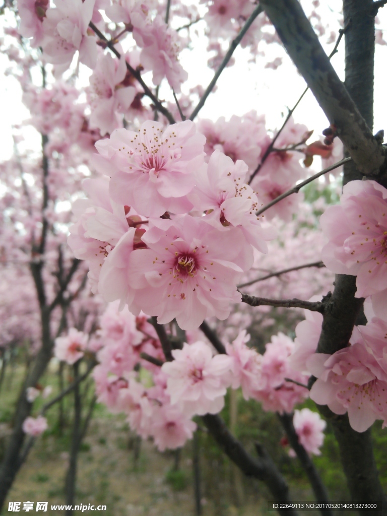 桃花