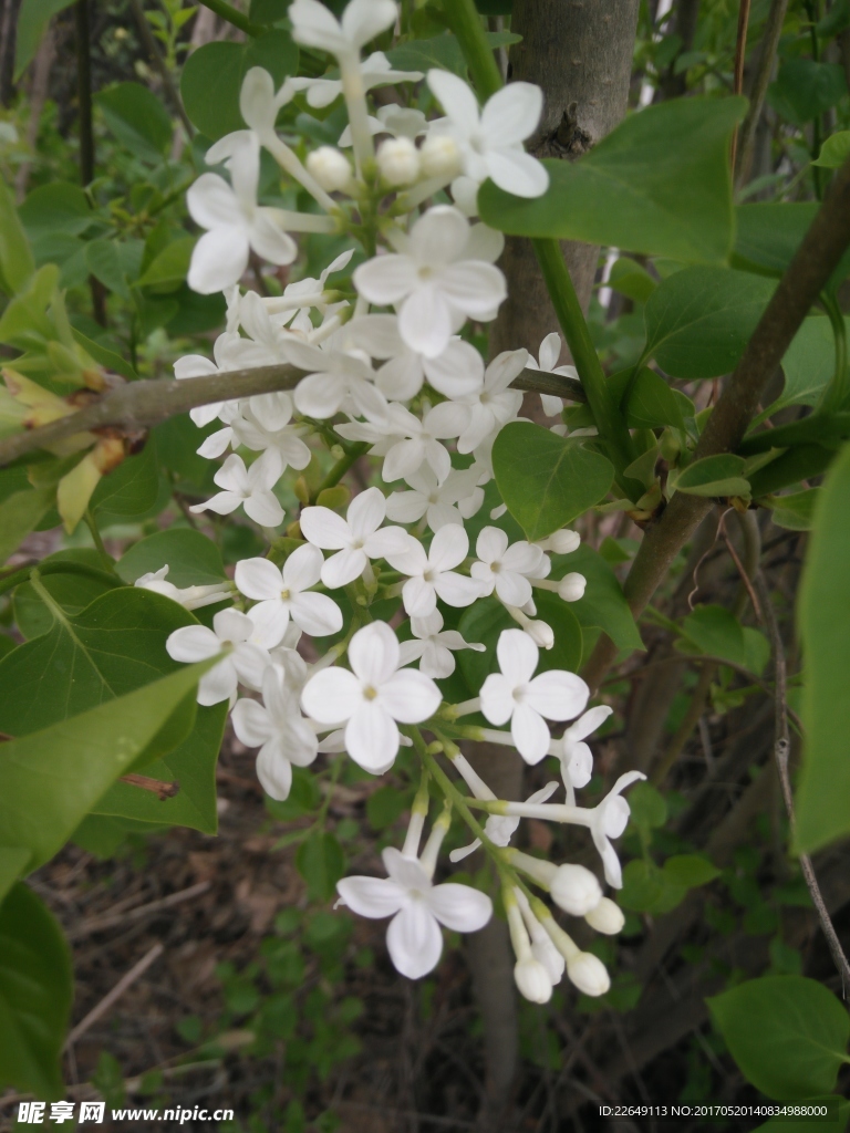 丁香花