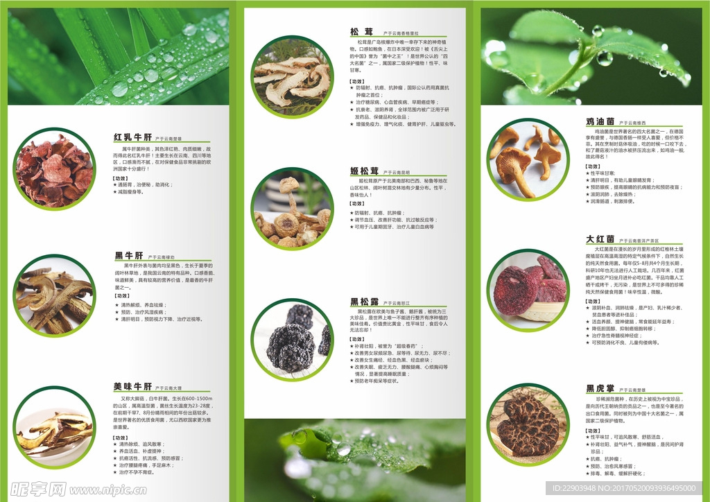 野生菌折页