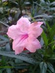 蓝花草