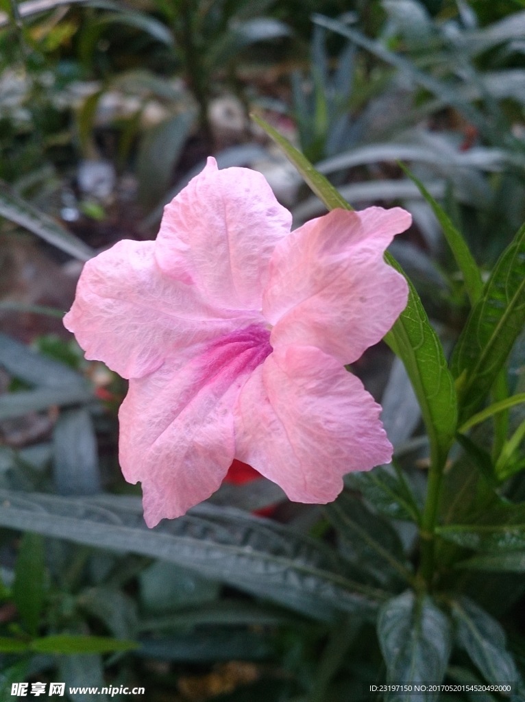 蓝花草