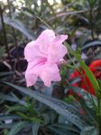 蓝花草