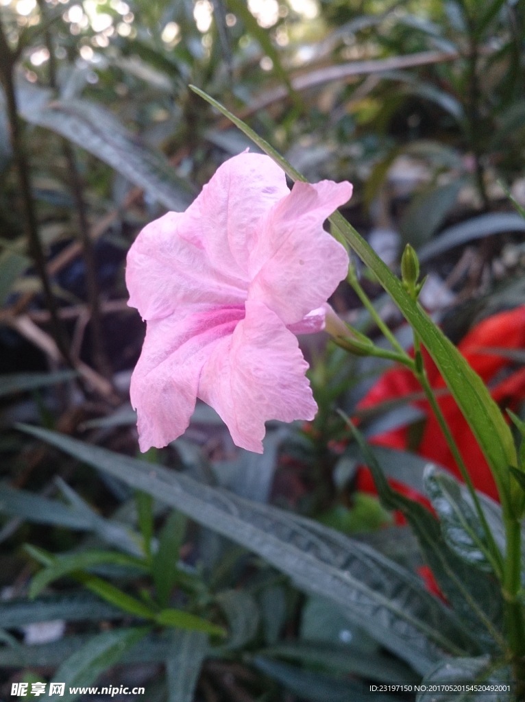 蓝花草