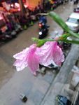 蓝花草