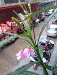 蓝花草