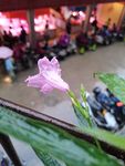 蓝花草