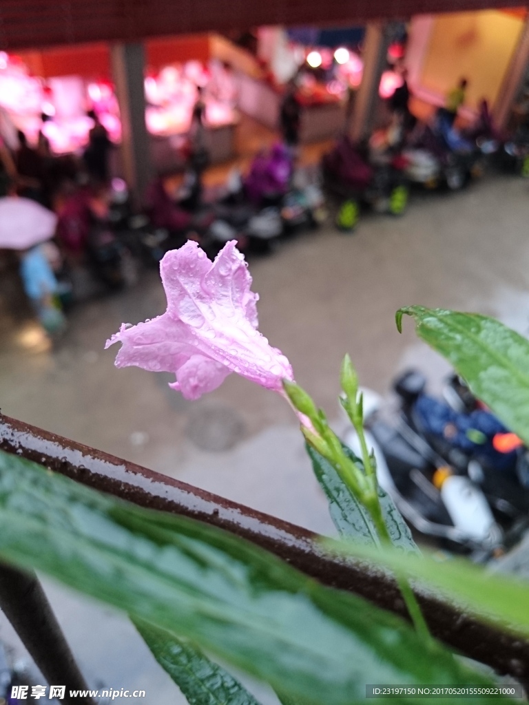 蓝花草
