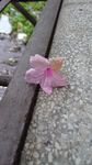蓝花草