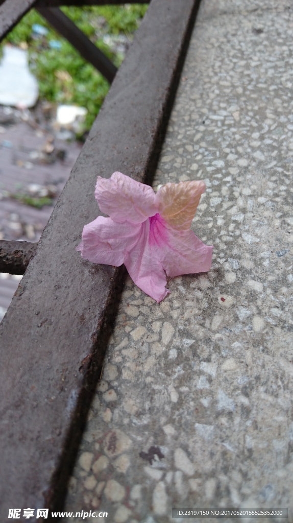 蓝花草