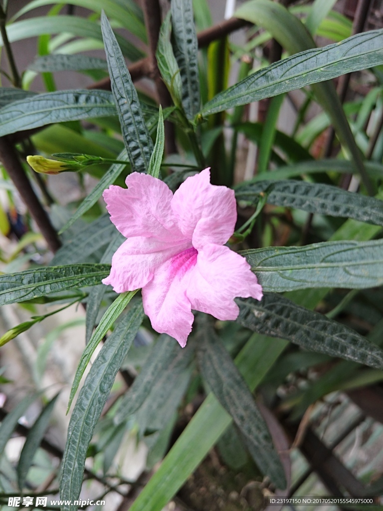 蓝花草