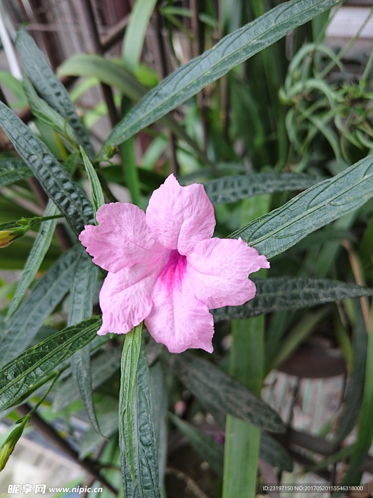 蓝花草