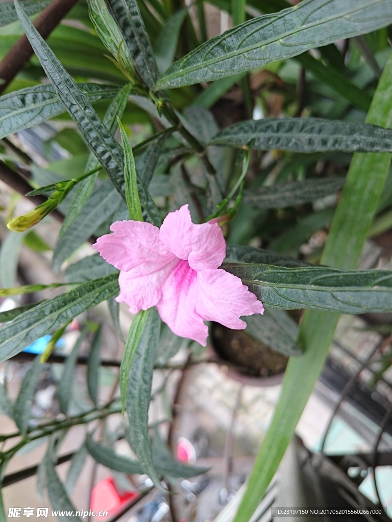 蓝花草