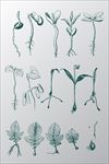 植物素材图