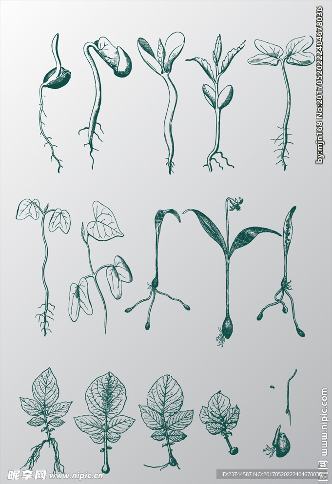 植物素材图