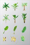 植物素材图